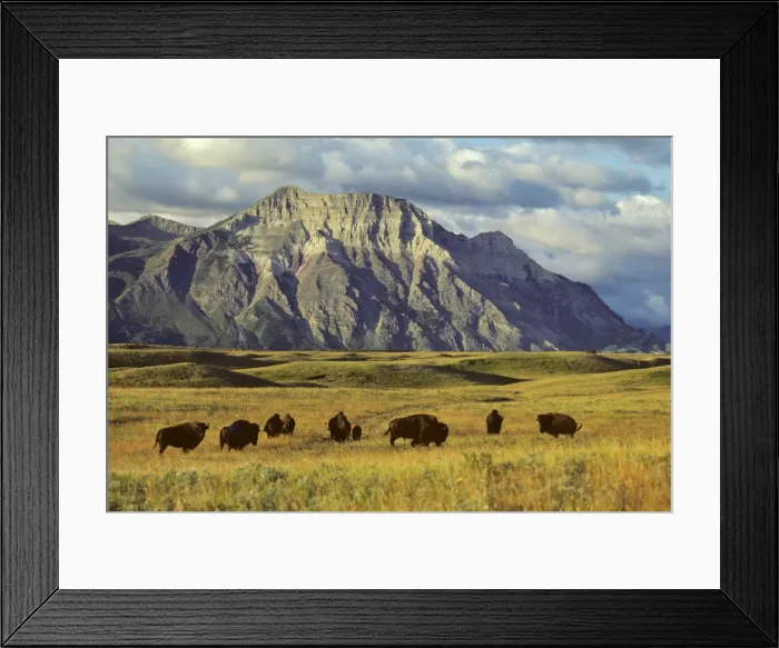 Framed Print : Bison - on prairie East side of Waterton Lakes National Park, Alberta, USA. MB36
