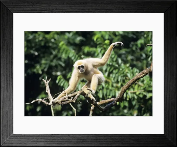 Framed Print : Male White-handed Gibbon / Common Gibbon, balancing on tree, S. E. Asia. 4MP312 Framed Print : Male White-handed Gibbon / Common Gibbon, balancing on tree, S. E. Asia. 4MP312