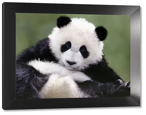 Young Giant Panda - Wolong Nature Reserve - Qionglai Mountains - China 4MA766P