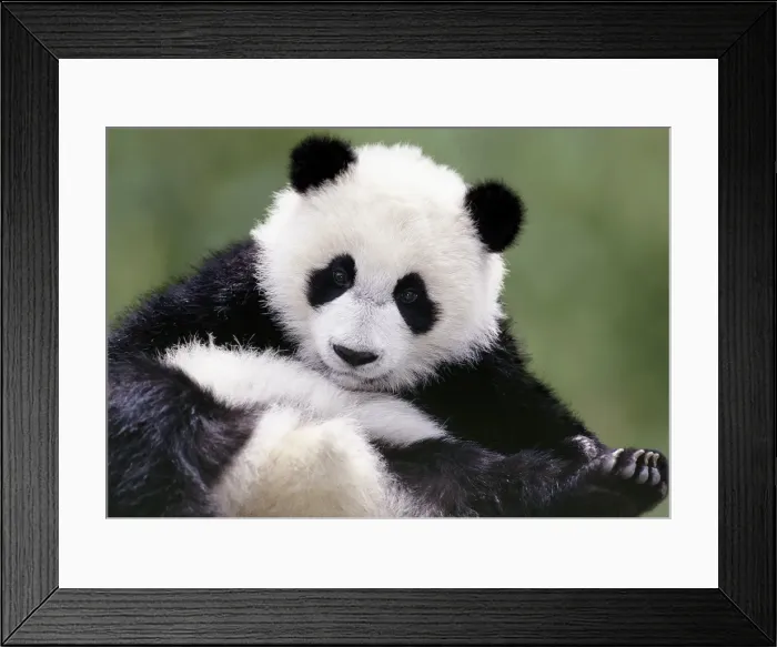 Framed Print : Young Giant Panda - Wolong Nature Reserve - Qionglai Mountains - China 4MA766P Framed Print : Young Giant Panda - Wolong Nature Reserve - Qionglai Mountains - China 4MA766P