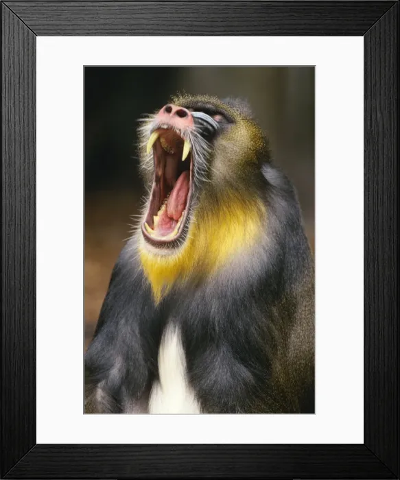 Framed Print : Mandrill Baboon - male yawning. 3MP175 Framed Print : Mandrill Baboon - male yawning. 3MP175