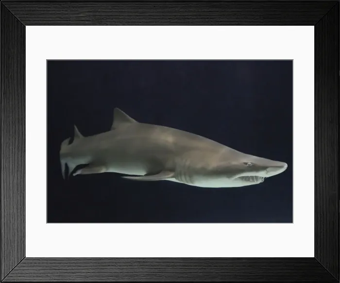 Framed Print : Sand Tiger Shark / Sand Shark / Grey nurse shark / Ragged-tooth shark some disagreement over classification. _DSC0980 Framed Print : Sand Tiger Shark / Sand Shark / Grey nurse shark / Ragged-tooth shark some disagreement over classification. _DSC0980