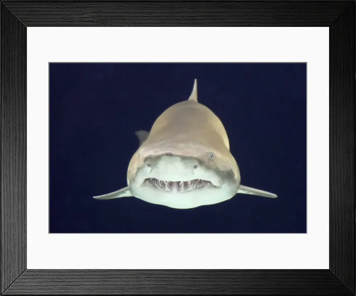 Framed Print : Sand Tiger Shark / Sand Shark / Grey nurse shark / Ragged-tooth shark some disagreement over classification. _DSC1019 Framed Print : Sand Tiger Shark / Sand Shark / Grey nurse shark / Ragged-tooth shark some disagreement over classification. _DSC1019