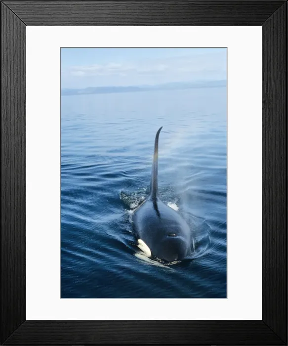 Framed Print : Orca or Killer Whale ML613 Framed Print : Orca or Killer Whale ML613