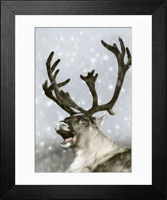 Framed Print : Barrren Ground Caribou / Reindeer - Rudolph the red-nosed Reindeer. Alaska Digital Manipulation: falling snow & background Framed Print : Barrren Ground Caribou / Reindeer - Rudolph the red-nosed Reindeer. Alaska Digital Manipulation: falling snow & background