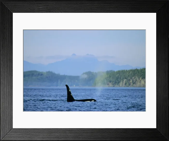 Framed Print : Orca whale ML201 Framed Print : Orca whale ML201