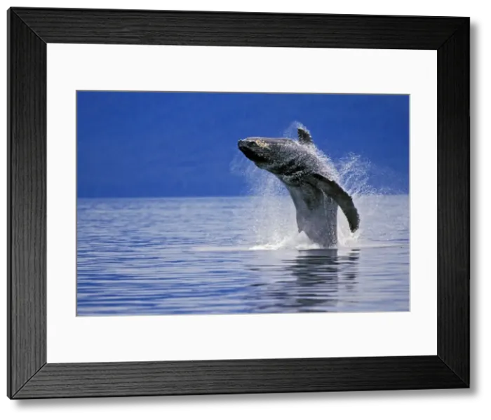 Framed Print : Humpback whale - breaching S. E. Alaska. ML712 Framed Print : Humpback whale - breaching S. E. Alaska. ML712