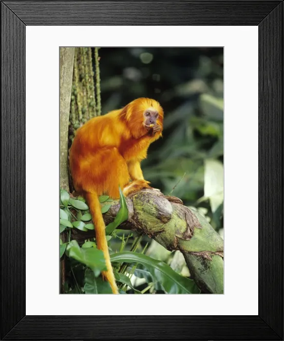 Framed Print : Golden Lion Tamarin found mostly in eastern Brazil. 2MP109 Framed Print : Golden Lion Tamarin found mostly in eastern Brazil. 2MP109
