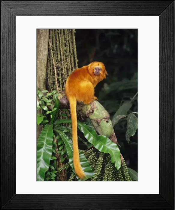 Framed Print : Golden Lion Tamarin found mostly in eastern Brazil. 2MP108 Framed Print : Golden Lion Tamarin found mostly in eastern Brazil. 2MP108