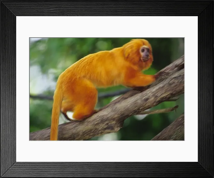 Framed Print : Golden Lion Tamarin found mostly in eastern Brazil. 2MP80
