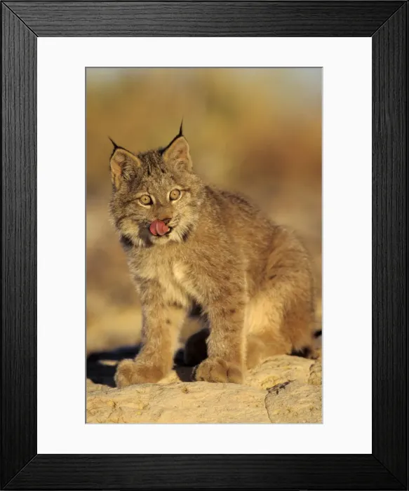 Framed Print : Canadian Lynx - kitten MR695 Framed Print : Canadian Lynx - kitten MR695