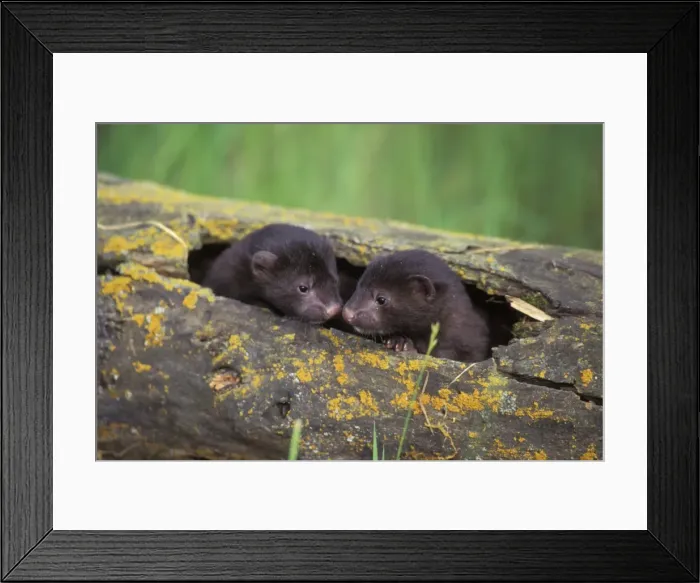 Framed Print : Mink - young kits in den log. Western U. S. A, Spring. MN179 Framed Print : Mink - young kits in den log. Western U. S. A, Spring. MN179