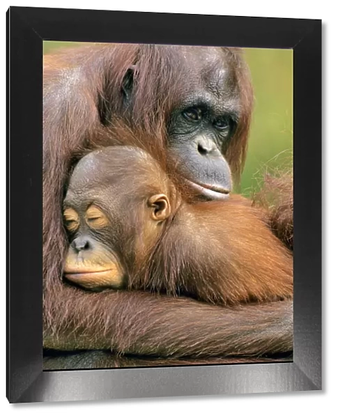 Orangutan - mother with young. 4Mp272