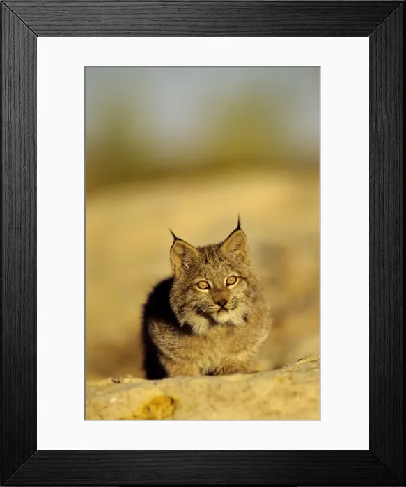 Framed Print : Canadian Lynx - cub MR1358 Framed Print : Canadian Lynx - cub MR1358