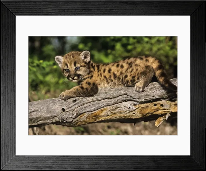 Framed Print : Mountain lion / Cougar / Puma - cub Western U. S. A MR1135 Framed Print : Mountain lion / Cougar / Puma - cub Western U. S. A MR1135