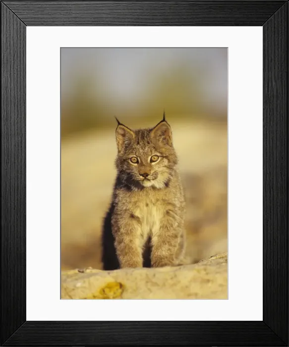 Framed Print : Lynx / Canadian Lynx cub MR870 Framed Print : Lynx / Canadian Lynx cub MR870