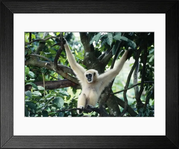 Framed Print : White-handed Gibbon - male S. E. Asia