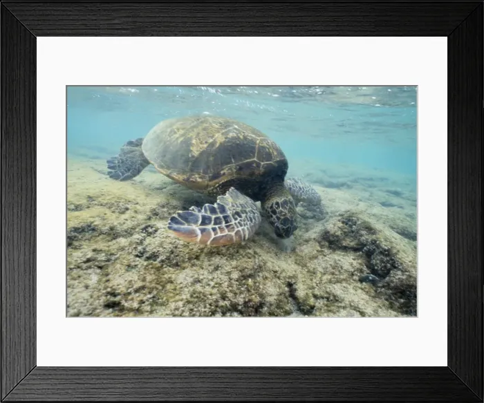 Framed Print : Green Sea Turtle - feeding on algae Pacific Ocean, Hawaii Framed Print : Green Sea Turtle - feeding on algae Pacific Ocean, Hawaii