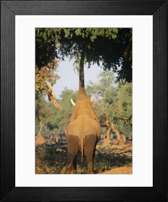 Framed Print : African Elephant - bull feeding on tree limbs Mana Pools National Park, Zimbabwe, Africa Framed Print : African Elephant - bull feeding on tree limbs Mana Pools National Park, Zimbabwe, Africa