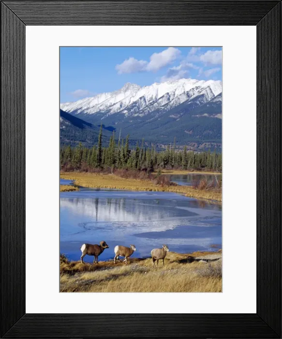 Framed Print : Rocky Mountain Bighorn Sheep Canadian Rockies Framed Print : Rocky Mountain Bighorn Sheep Canadian Rockies