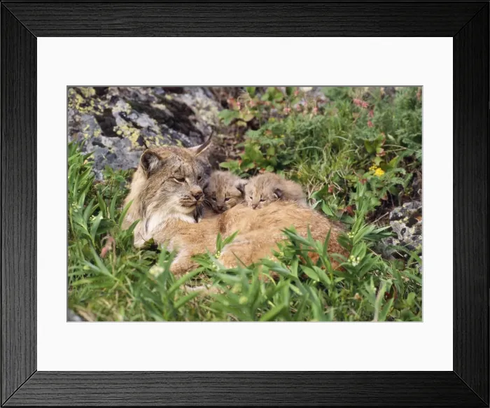 Framed Print : Lynx - mother with young kittens Montana, USA Framed Print : Lynx - mother with young kittens Montana, USA