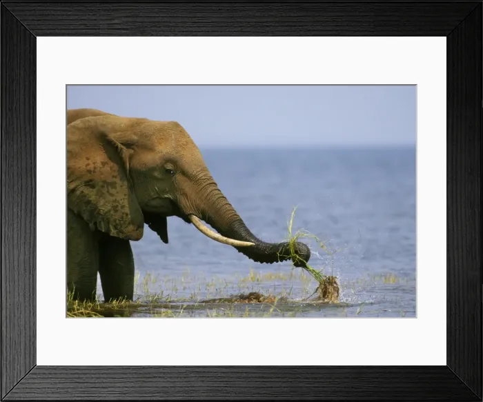 Framed Print : African Elephant. Pulling up grass, once it pulls it up the elephant swishes the plant through the water to clean off the mud from around the roots before eating. Lake Kariba, Matusadona National Park, Zimbabwe. 3ME310 Framed Print : African Elephant. Pulling up grass, once it pulls it up the elephant swishes the plant through the water to clean off the mud from around the roots before eating. Lake Kariba, Matusadona National Park, Zimbabwe. 3ME310