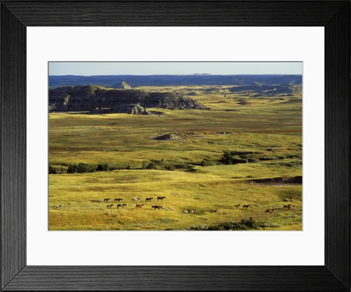 Framed Print : Wild Horses - Herd Summer Badlands of Theodore Roosevelt National Park, North Dakota USA WH68 Framed Print : Wild Horses - Herd Summer Badlands of Theodore Roosevelt National Park, North Dakota USA WH68