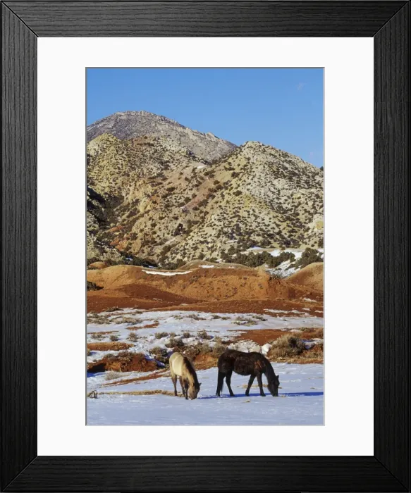 Framed Print : Wild Horses - Searching for food Winter Pryor Mountain Wild Horse Refuge (on the edge of Bighorn Canyon National Recreation Area), Wyoming, USA WH452 Framed Print : Wild Horses - Searching for food Winter Pryor Mountain Wild Horse Refuge (on the edge of Bighorn Canyon National Recreation Area), Wyoming, USA WH452