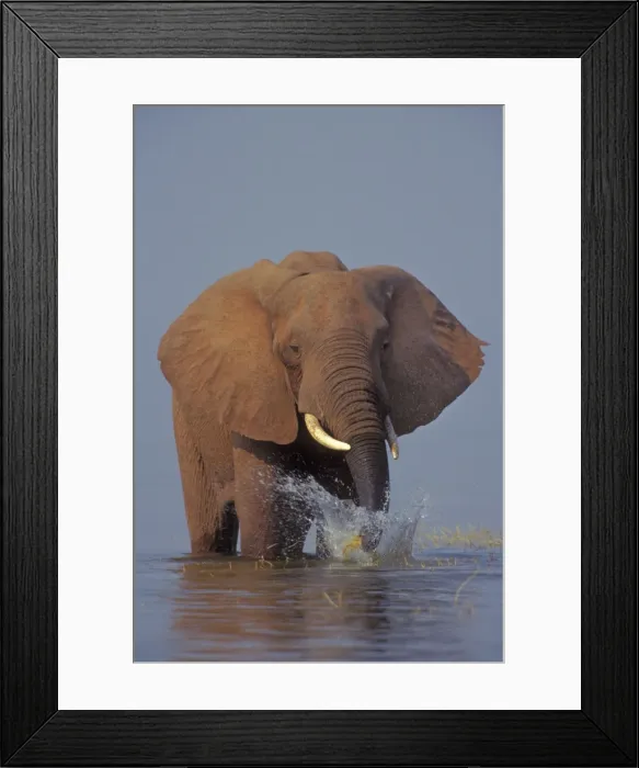 Framed Print : African Elephant - Pulling up grass growing along shore of Lake Kariba. Once it pulls the grass up the elephant swishes the plant through the water to clean off the mud from around the roots before eating. Lake Kariba Framed Print : African Elephant - Pulling up grass growing along shore of Lake Kariba. Once it pulls the grass up the elephant swishes the plant through the water to clean off the mud from around the roots before eating. Lake Kariba