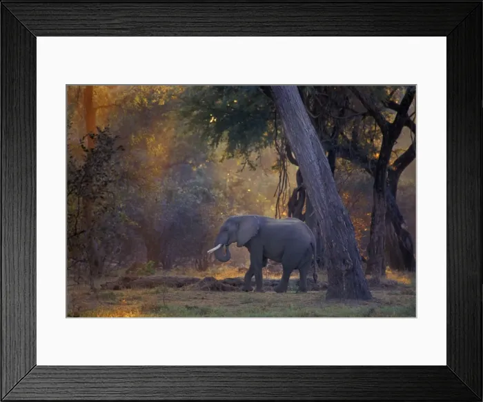 Framed Print : African Elephant - Bull, Early morning Mana Pools National Park, Zimbabwe, Africa 3ME1054 Framed Print : African Elephant - Bull, Early morning Mana Pools National Park, Zimbabwe, Africa 3ME1054