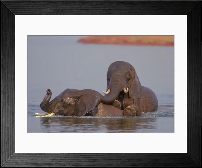 Framed Print : Young African Elephant - Bulls engaging in dominance behavior as part of water play. Lake Kariba, Matusadona National Park, Zimbabwe, Africa. 3ME1047 Framed Print : Young African Elephant - Bulls engaging in dominance behavior as part of water play. Lake Kariba, Matusadona National Park, Zimbabwe, Africa. 3ME1047