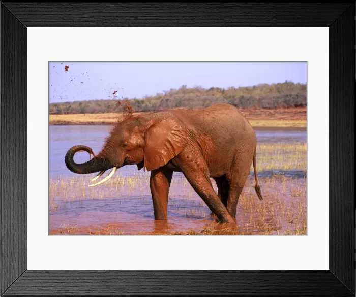 Framed Print : African Elephant - Taking mud bath. Lake Kariba, Zimbabwe, Africa. 3ME1046P Framed Print : African Elephant - Taking mud bath. Lake Kariba, Zimbabwe, Africa. 3ME1046P