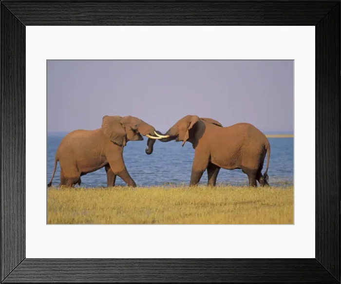 Framed Print : Two African Elephants - Bulls spar (mostly play with some dominance overtones). Along the shore of Lake Kariba, Zimbabwe, Africa. 3ME1129 Framed Print : Two African Elephants - Bulls spar (mostly play with some dominance overtones). Along the shore of Lake Kariba, Zimbabwe, Africa. 3ME1129