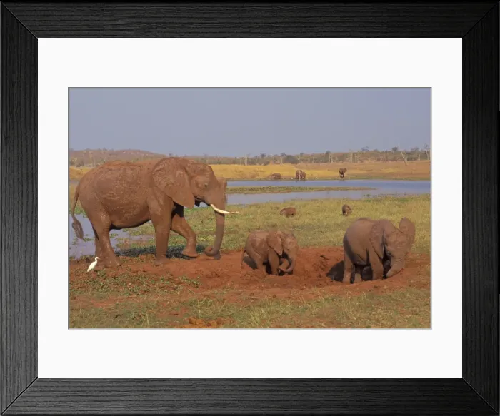 Framed Print : African Elephant. Family enjoying a mud hole. Africa Framed Print : African Elephant. Family enjoying a mud hole. Africa