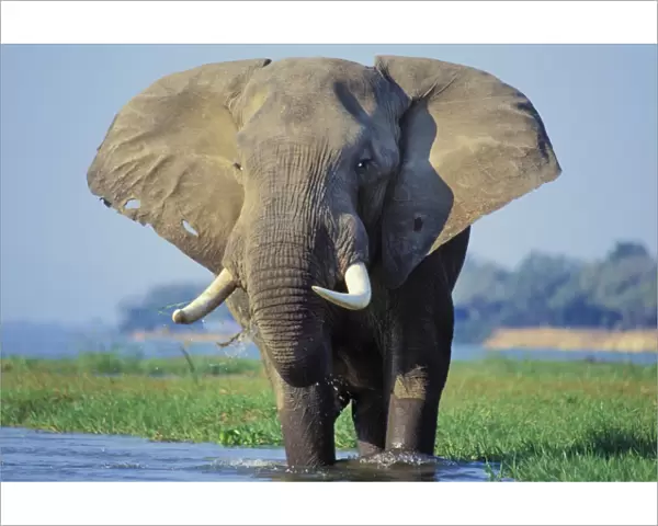 African Elephant Bull. Feeding in a river. Zambezi River, Mana Pools National Park, Zimbabwe, Africa