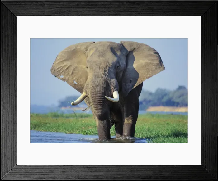 Framed Print : African Elephant Bull. Feeding in a river. Zambezi River, Mana Pools National Park, Zimbabwe, Africa Framed Print : African Elephant Bull. Feeding in a river. Zambezi River, Mana Pools National Park, Zimbabwe, Africa