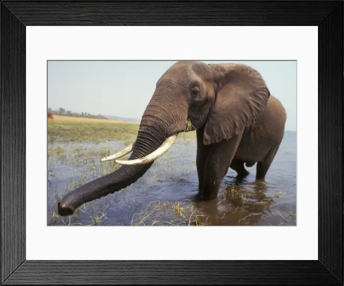 Framed Print : African Elephant Bull. Africa. 3ME1183 Framed Print : African Elephant Bull. Africa. 3ME1183