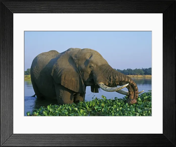 Framed Print : African Elephant Bull. Feeding in the river. Zambezi River, Mana Pools National Park, Zimbabwe, Africa. 3ME330