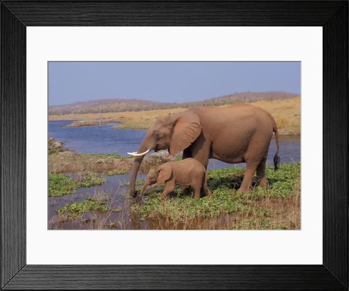 Framed Print : African Elephant. Cow with young calf drinking from Lake. Lake. Kariba, Matusadona National Park, Zimbabwe, Africa. 3ME621 Framed Print : African Elephant. Cow with young calf drinking from Lake. Lake. Kariba, Matusadona National Park, Zimbabwe, Africa. 3ME621