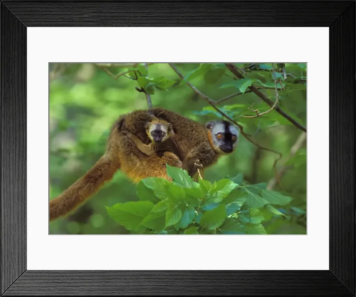 Framed Print : Red-fronted Brown Lemur - mother carrying young. 3mp77 Framed Print : Red-fronted Brown Lemur - mother carrying young. 3mp77