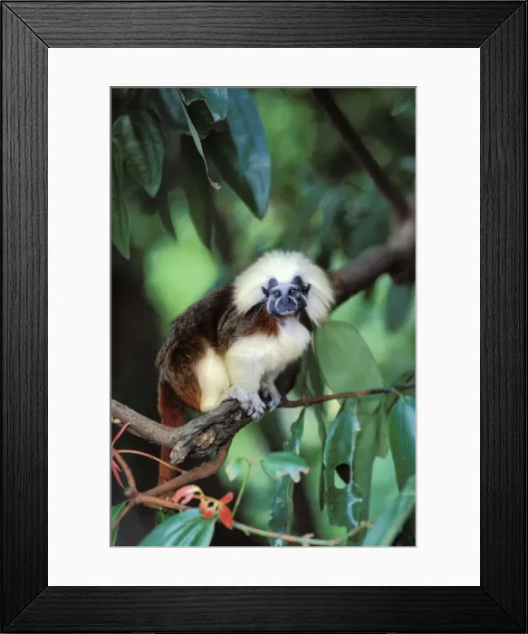 Framed Print : Cotton-top Tamarin South America 2mp51 Framed Print : Cotton-top Tamarin South America 2mp51