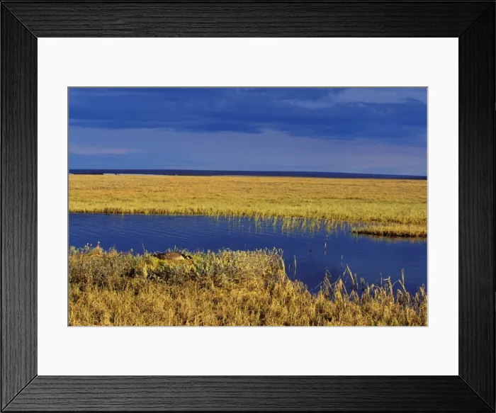 Framed Print : Canada Goose - nesting near tundra pond. Arctic NWR, Alaska. b6332 Framed Print : Canada Goose - nesting near tundra pond. Arctic NWR, Alaska. b6332