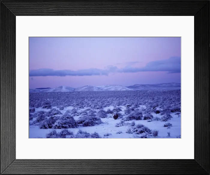 Framed Print : Male Sage Grouse - strutting on snow covered lek in eastern Oregon's high desert region. Photo taken before sunrise. bg361 Framed Print : Male Sage Grouse - strutting on snow covered lek in eastern Oregon's high desert region. Photo taken before sunrise. bg361