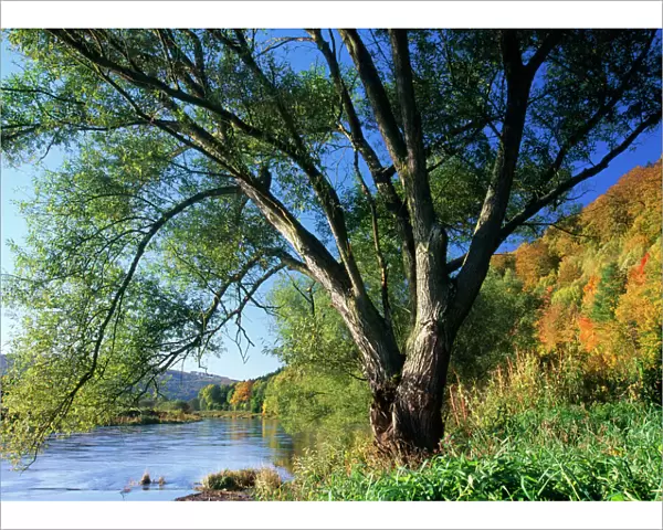 Crack Willow Tree - growing on river bank, autumn coloured landscape