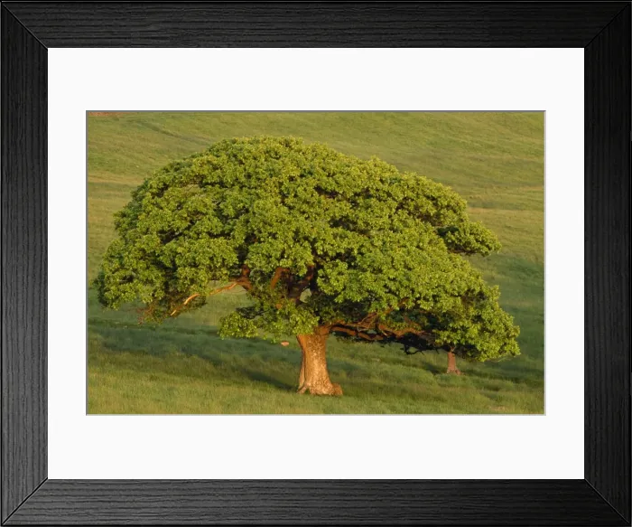 Framed Print : Turkey Oak Tree - in summer on pasture land, in evening light Framed Print : Turkey Oak Tree - in summer on pasture land, in evening light