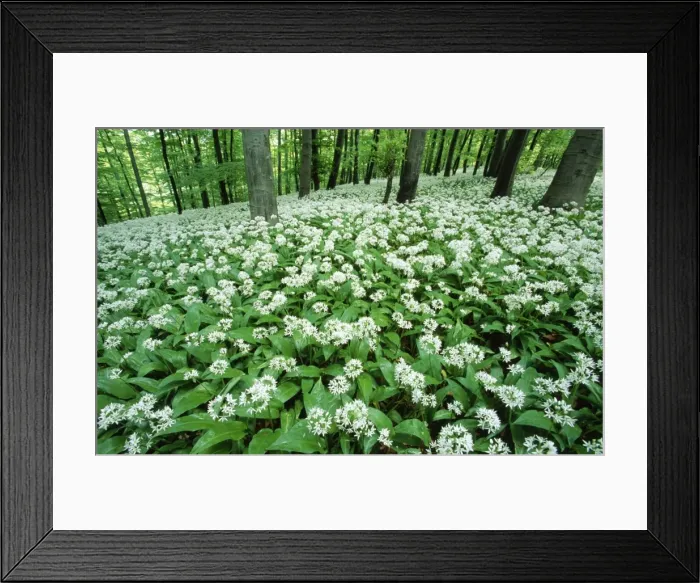 Framed Print : Ramsons - in beech woodland Framed Print : Ramsons - in beech woodland
