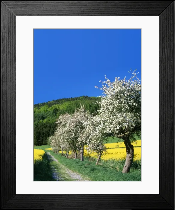 Framed Print : Apple Blossom - and oil-seed rape field in spring Framed Print : Apple Blossom - and oil-seed rape field in spring