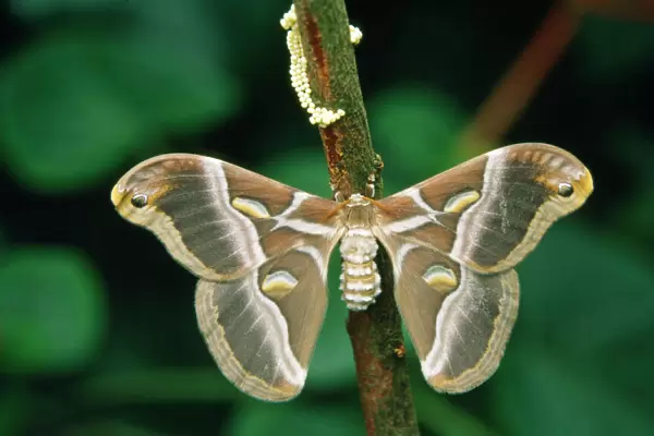 Atlas Moth - with eggs