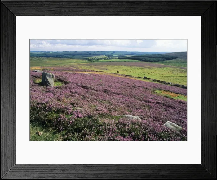 Framed Print : Blooming Heather - & moorland, beside Rothbury. Simonside Hills National Park, Northumberland, UK Framed Print : Blooming Heather - & moorland, beside Rothbury. Simonside Hills National Park, Northumberland, UK