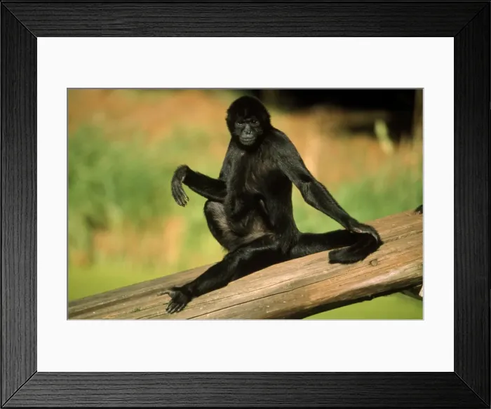Framed Print : Black Spider Monkey - male sunbathing Framed Print : Black Spider Monkey - male sunbathing